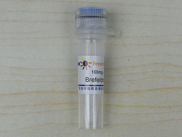 Brefeldin A (蛋白转运抑制剂)
